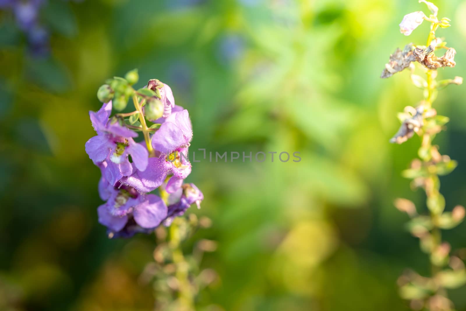 The background image of the colorful flowers, background nature