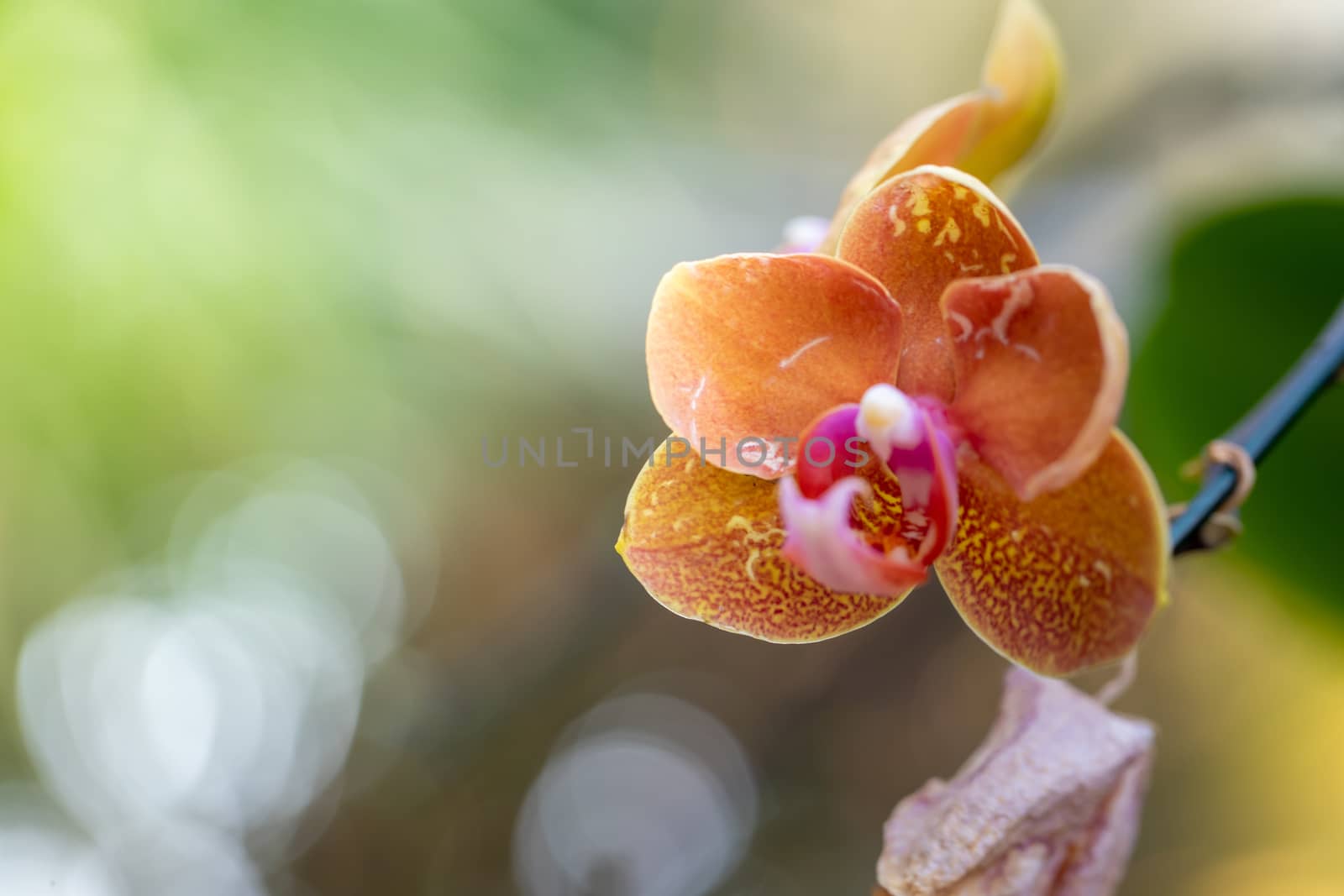 Beautiful blooming orchids in forest, On the bright sunshine