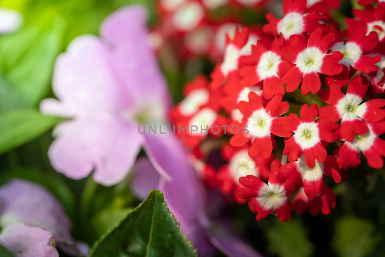 The background image of the colorful flowers, background nature