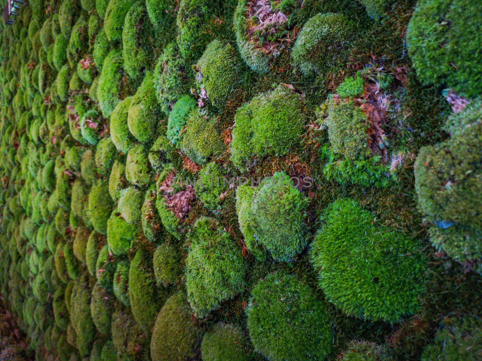 Green moss dots on high wall with irrigation system