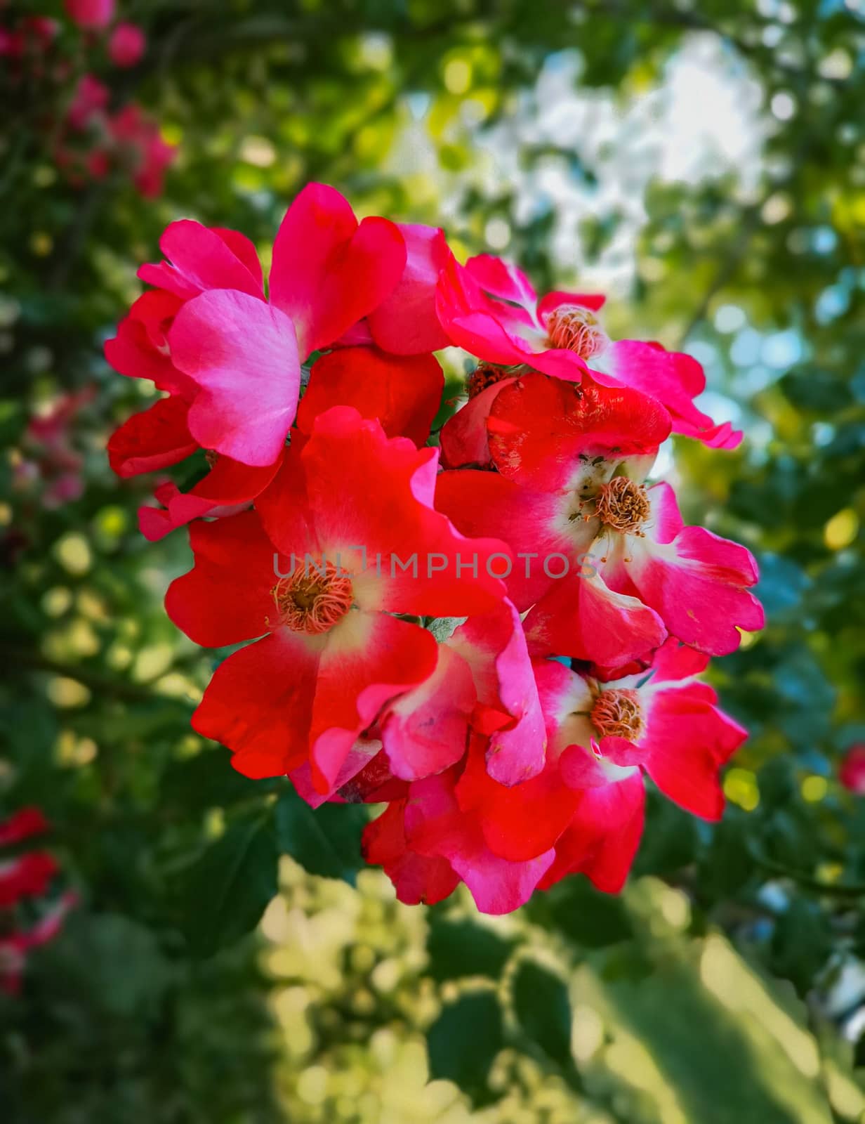 Red leaf flower with green leafs in background by Wierzchu