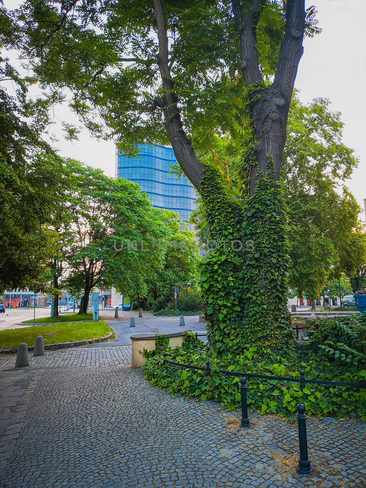 Gray concrete pavement with green trees around by Wierzchu