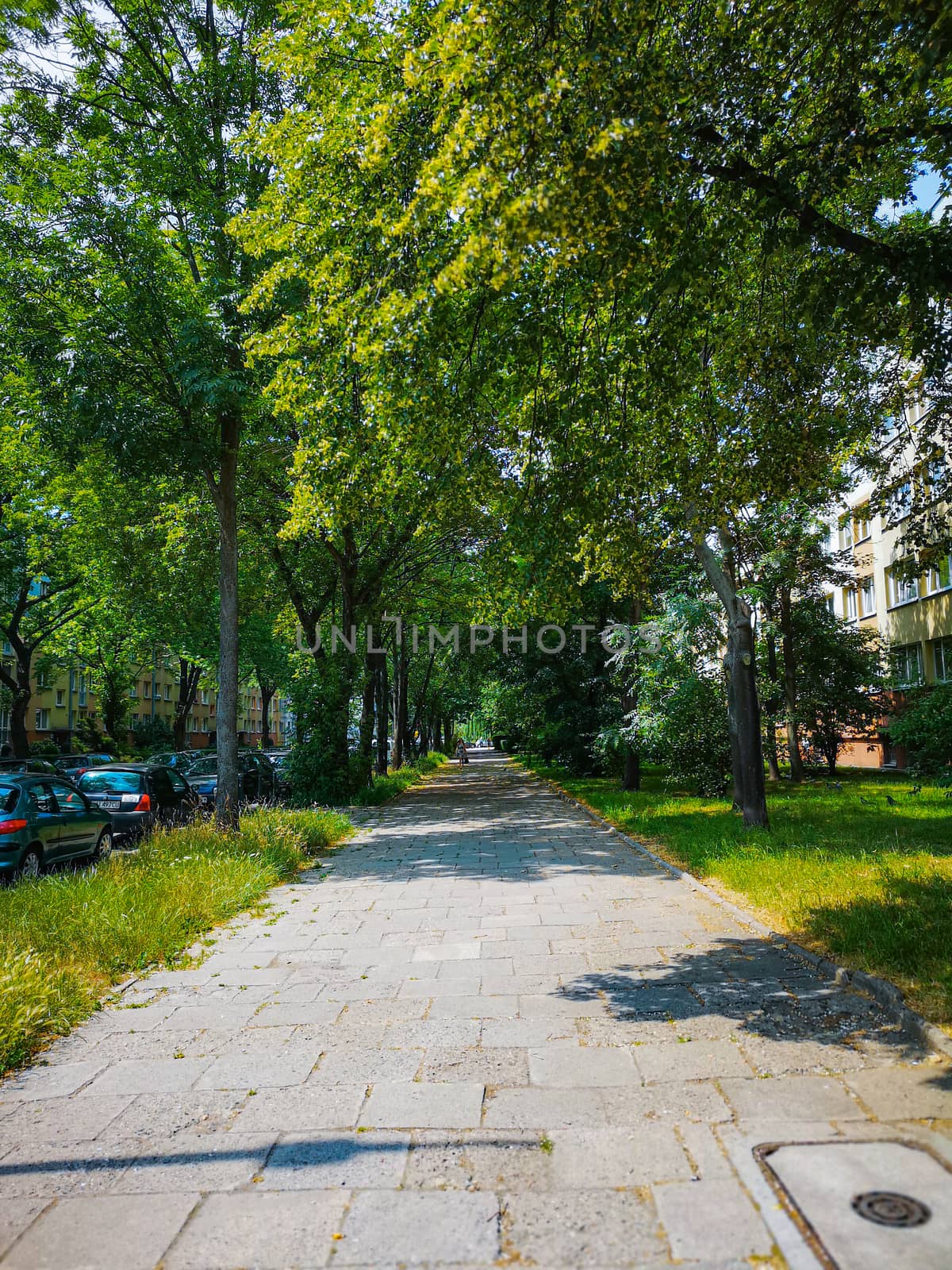 Pavement next to street with green trees above at summer sunny day