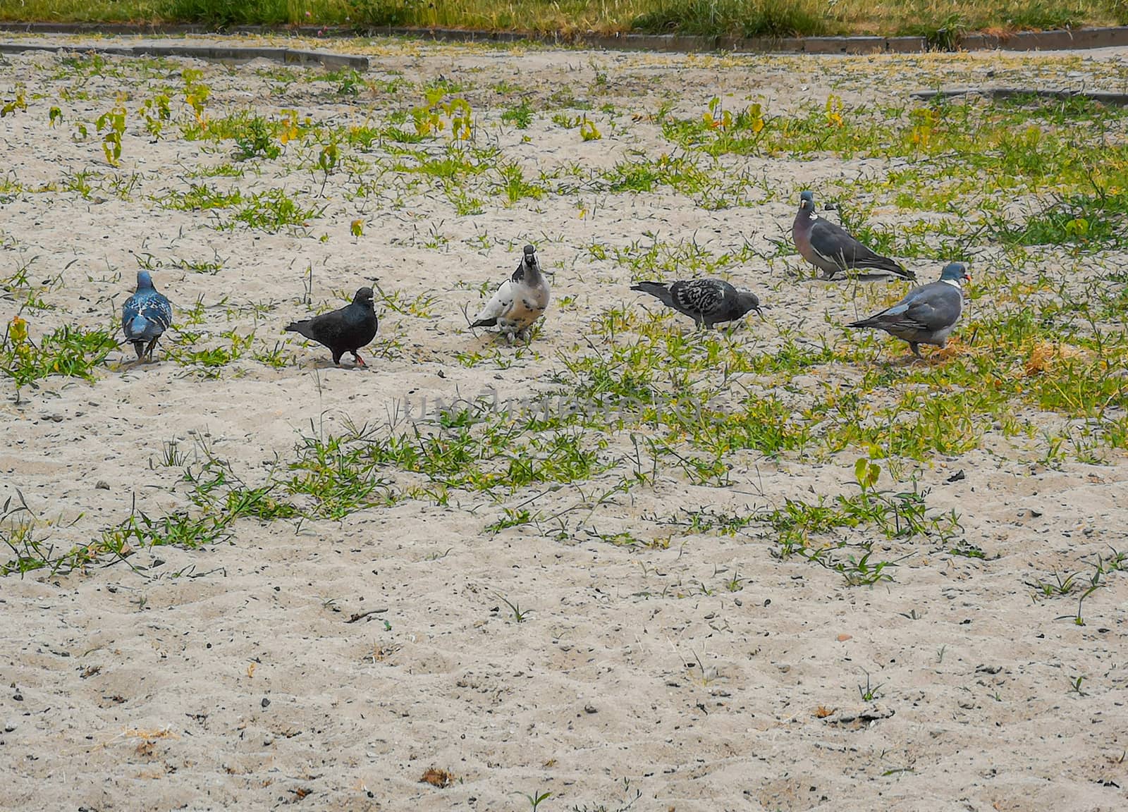 Pigeons walking on sand and growing green grass by Wierzchu