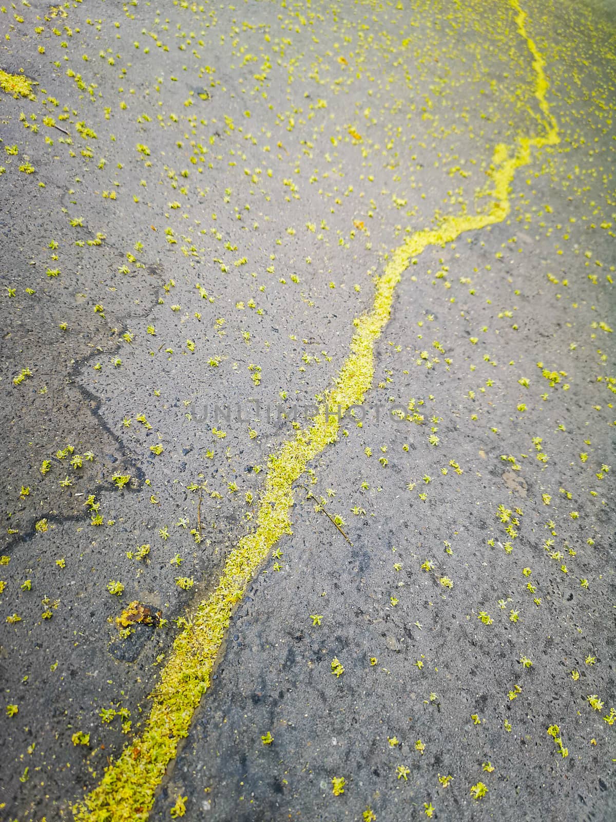 Green line by flowers in center of pavement by Wierzchu