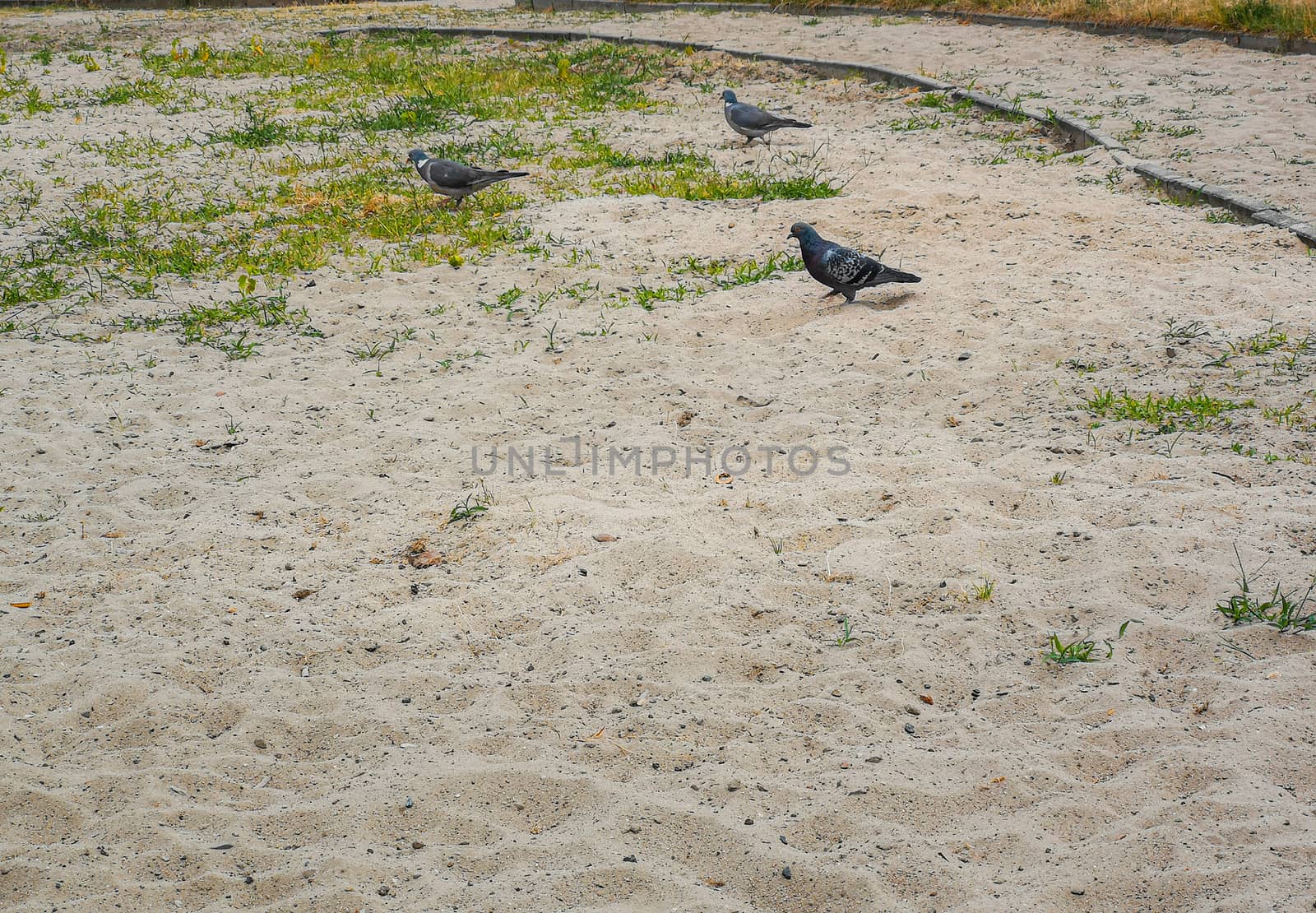 Pigeons walking on sand and growing green grass by Wierzchu