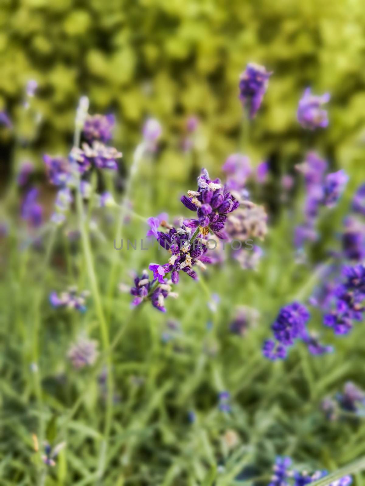 Zoom in to lavender flower and green stems in background by Wierzchu