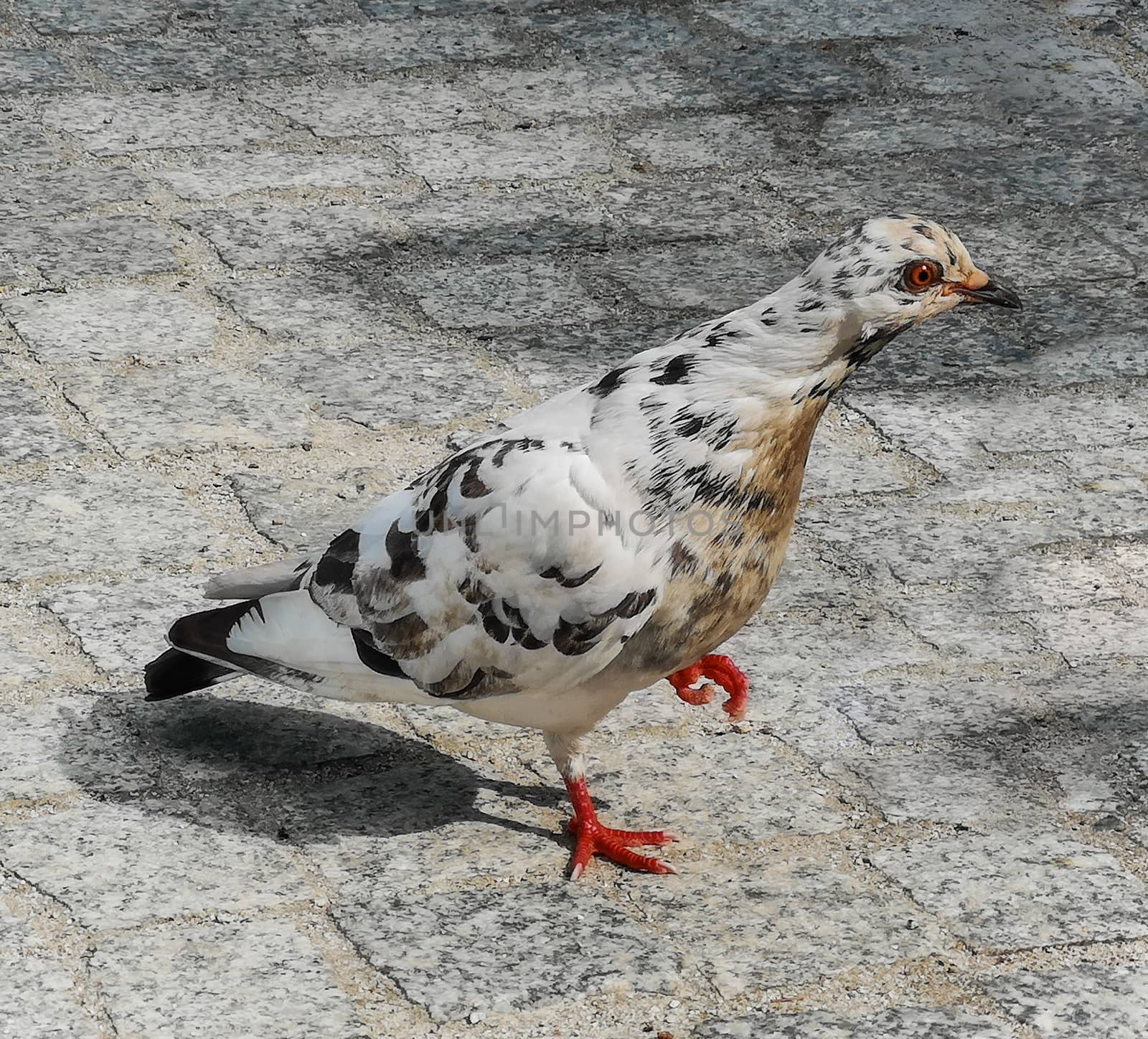 White pigeon with red eye walking on pavement in city center