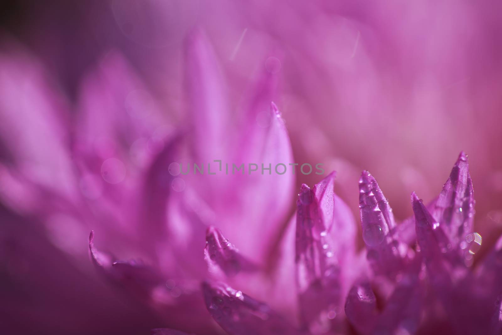 abstract flower petals with drops on them