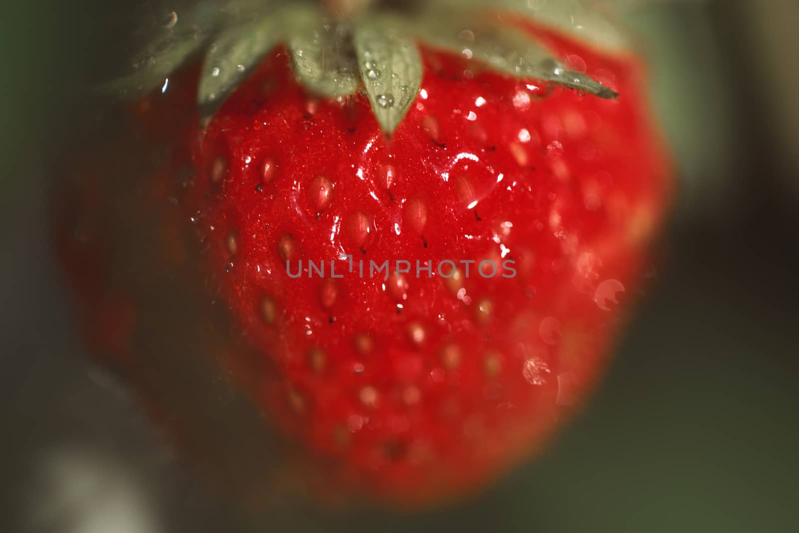 Strawberry on bush macro shot