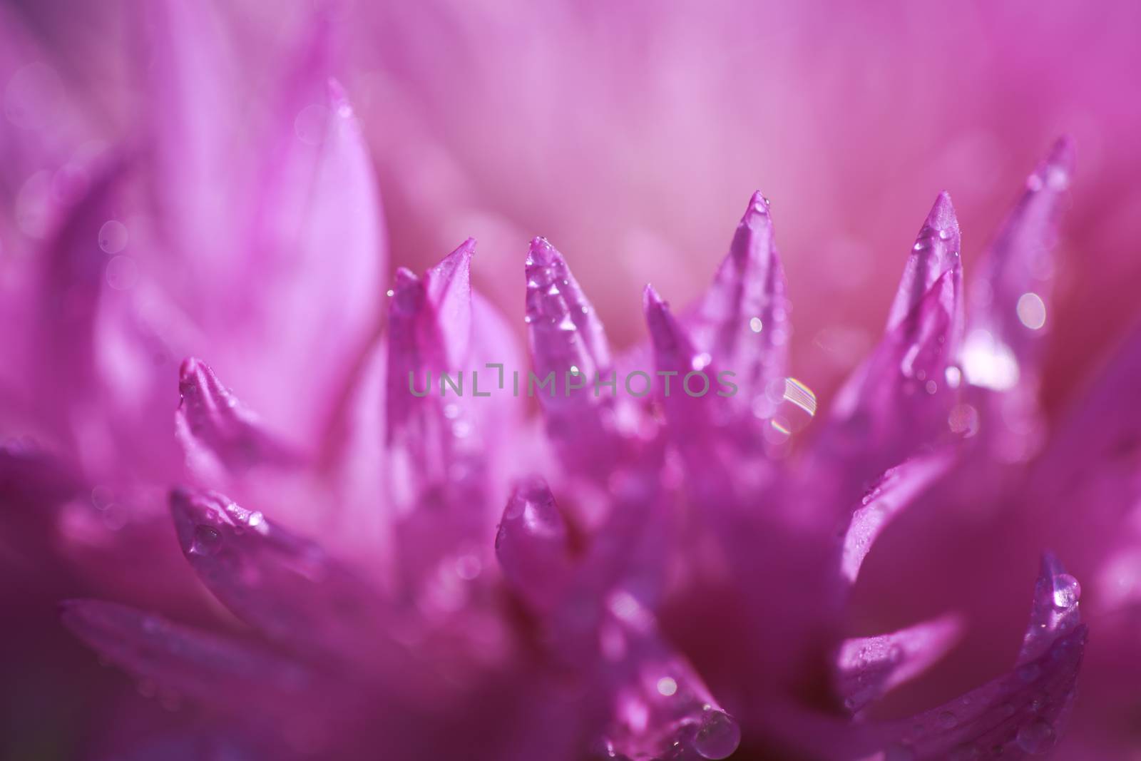 abstract flower petals with drops on them