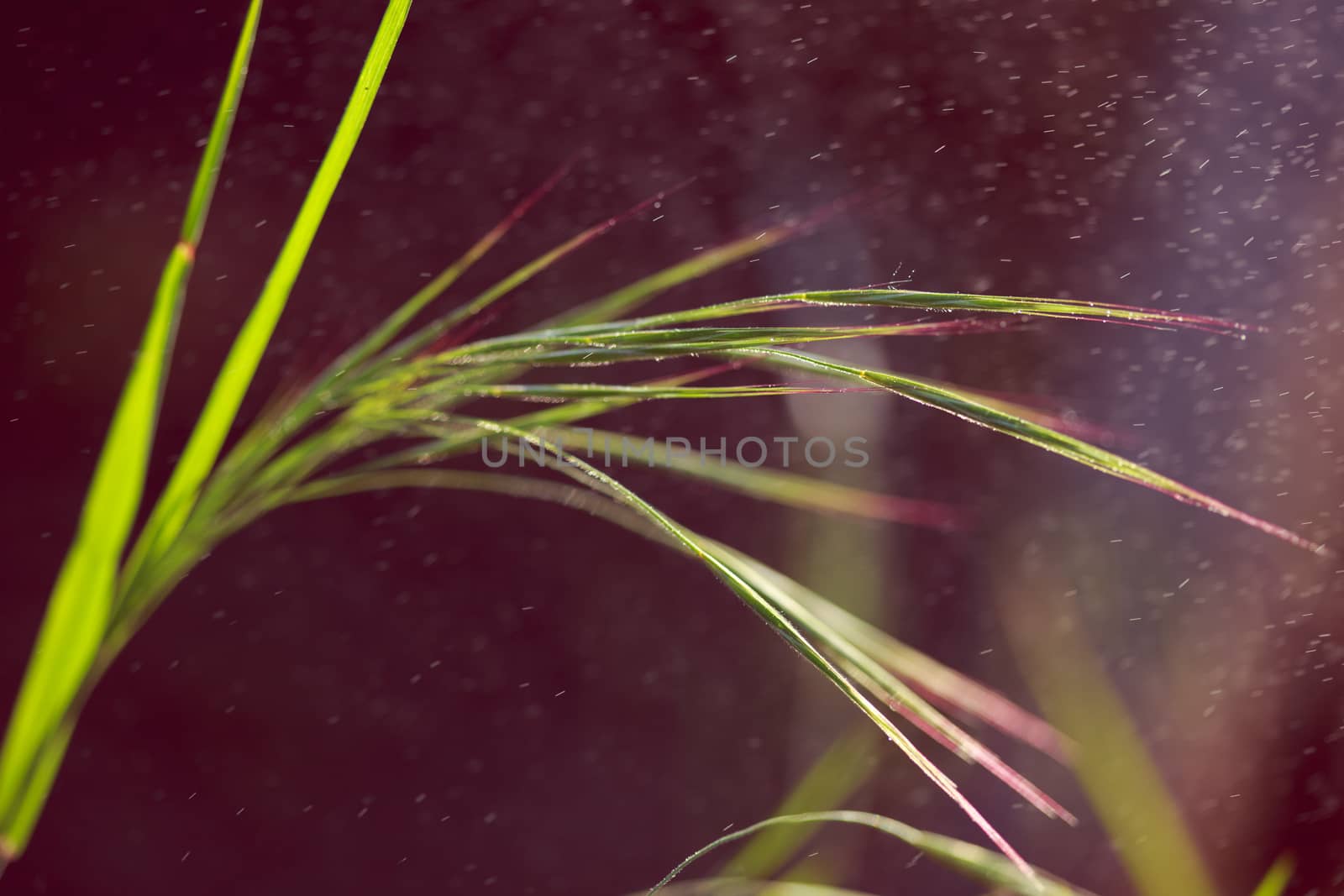 Morning drops on green plants, macro