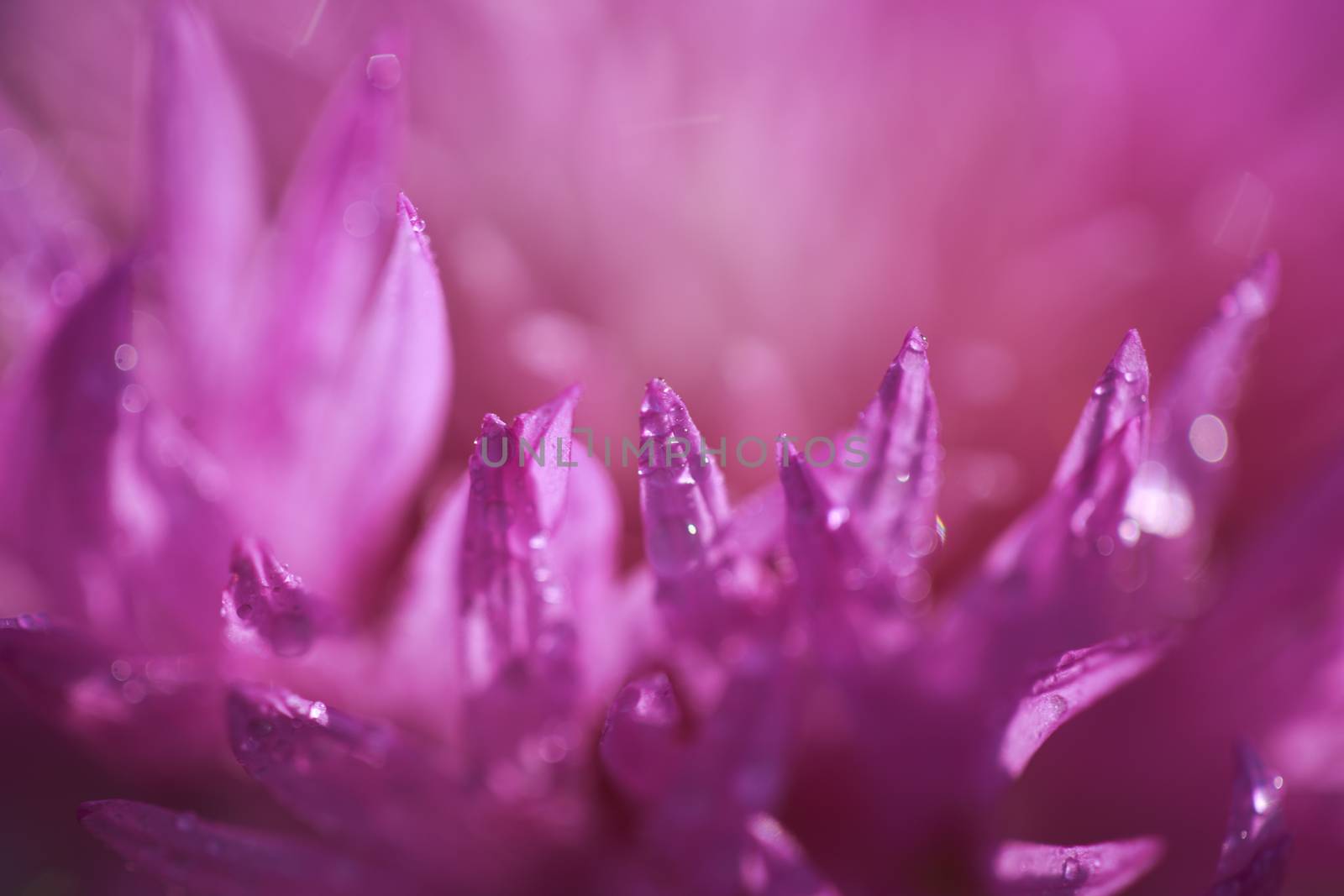 abstract flower petals with drops on them