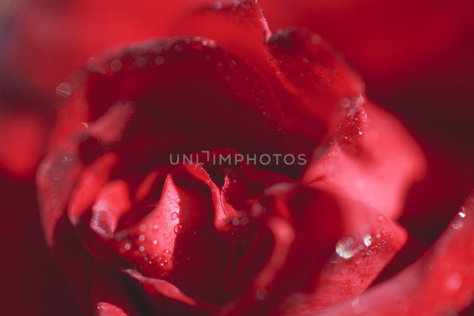 Close-up macro photograph of a rose with drops on it