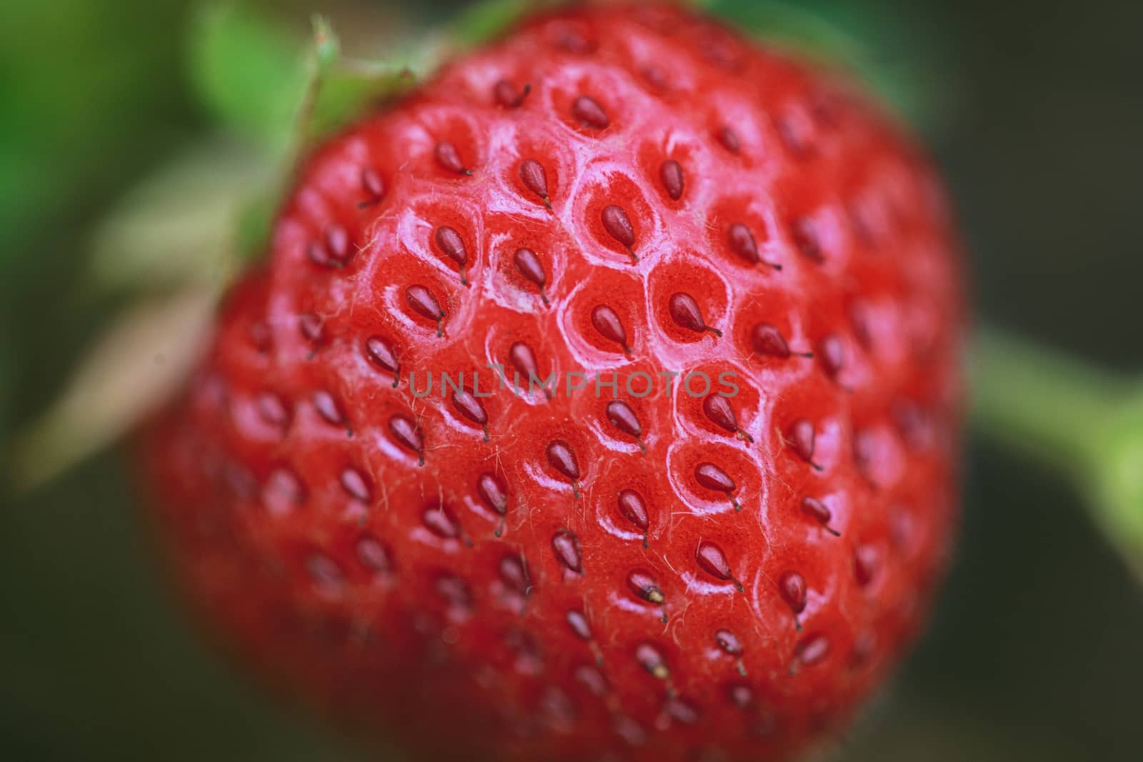 Strawberry On Bush macro shot