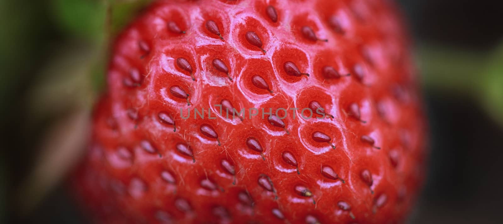 Strawberry On Bush macro shot by tadeush89