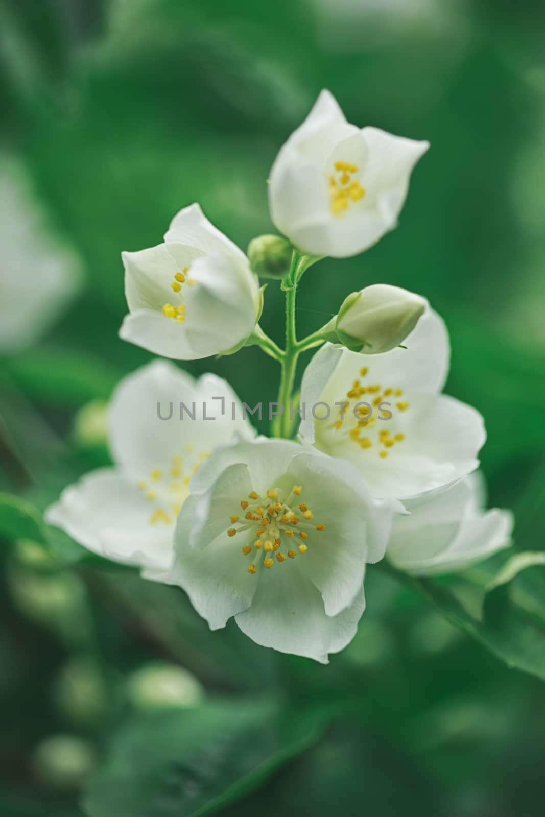 Jasmine flowers blossoming on bush