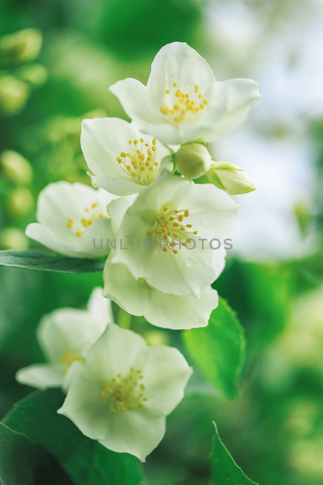 Jasmine flowers blossoming on bush