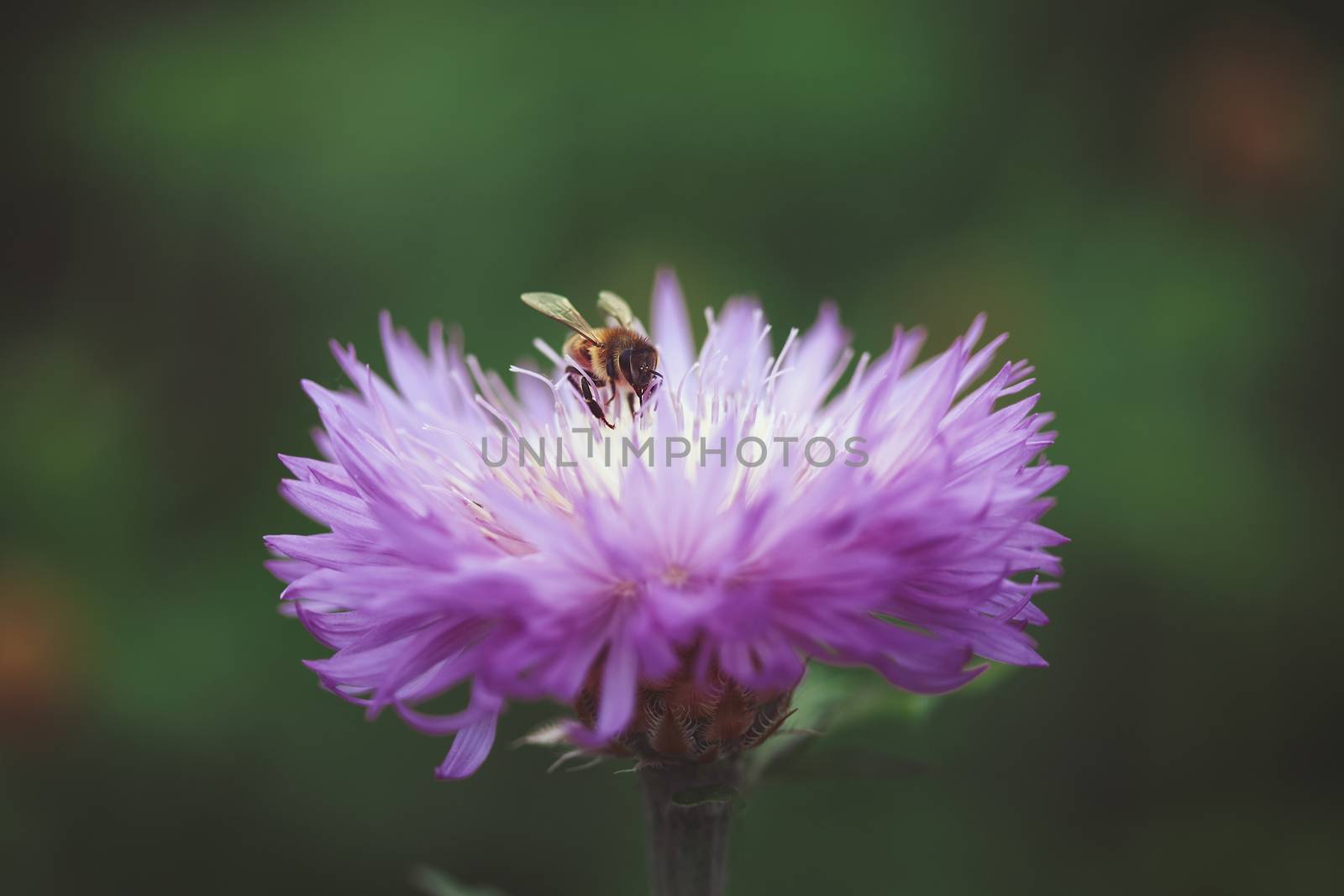 The bee pollinates the purple flower