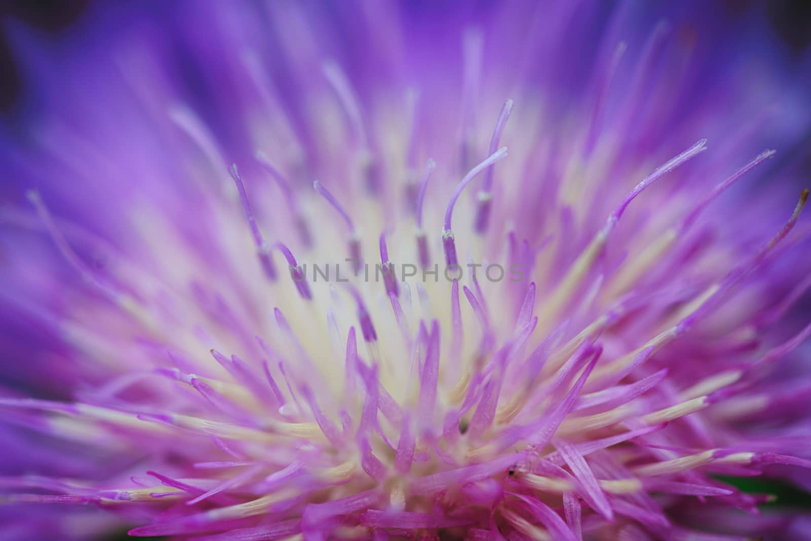 The violet petals of the flower abstract pictures