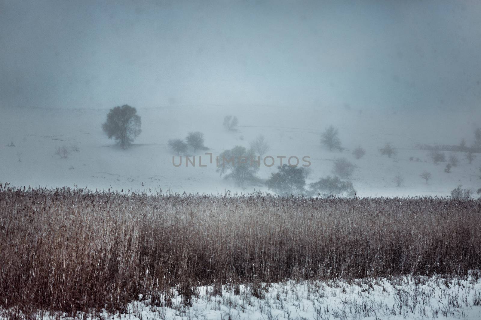 Trees lost in the mist of winter by tadeush89