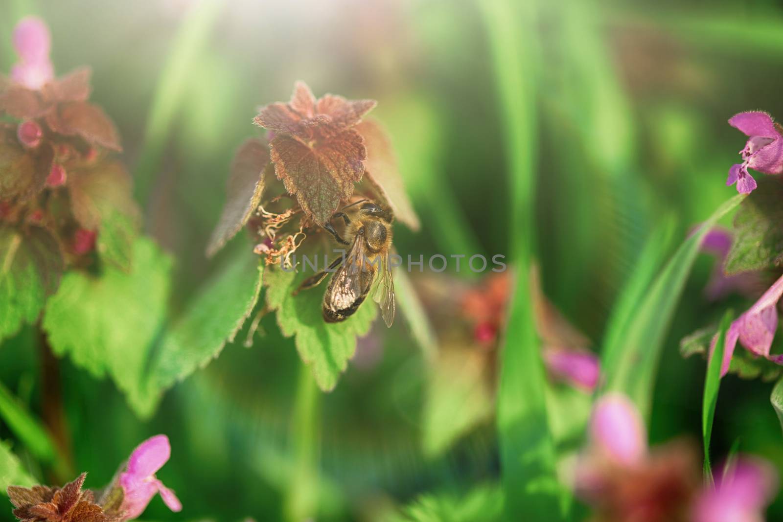 Bees pollinate the flowers by tadeush89