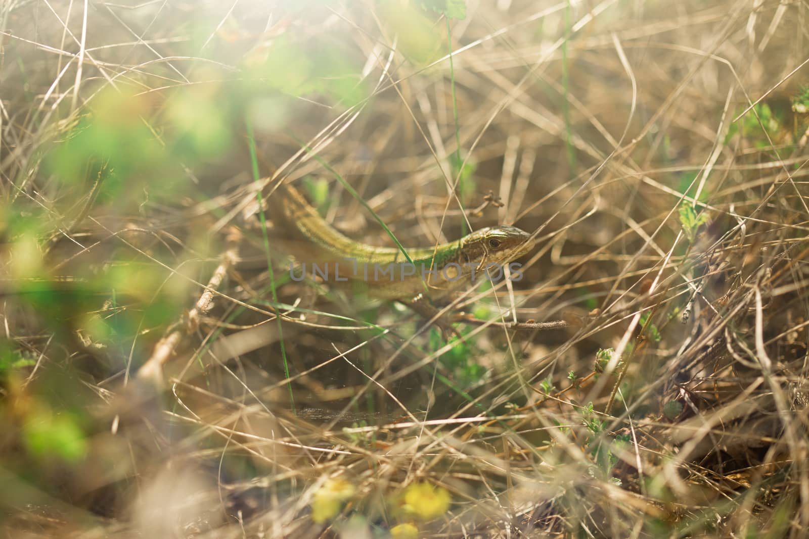 The lizard is hiding in the grass by tadeush89