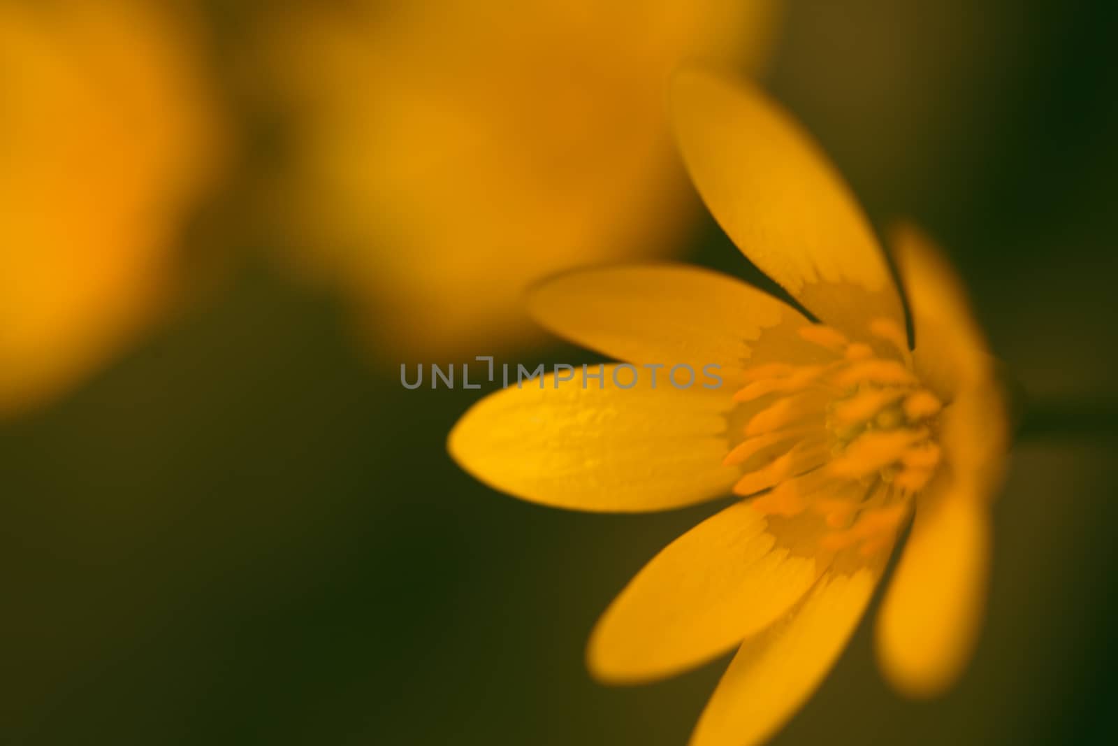 Abstract yellow flower macro shot