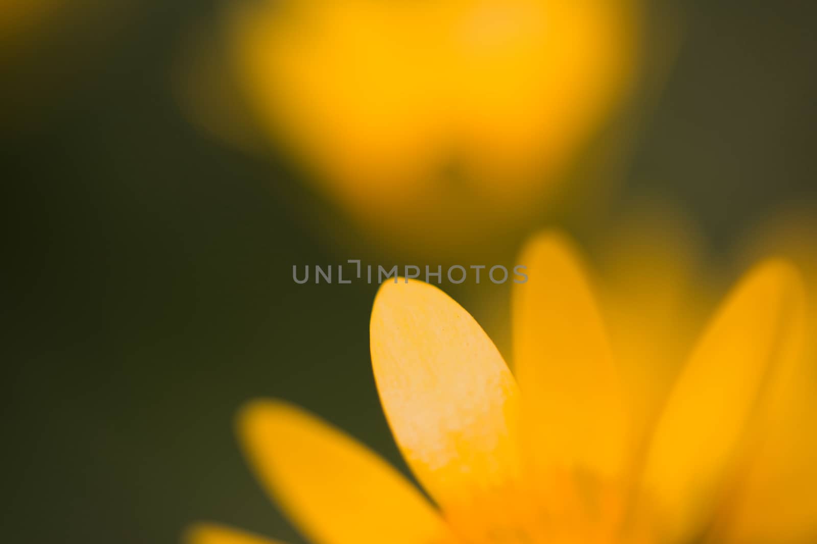 Abstract yellow flower macro shot