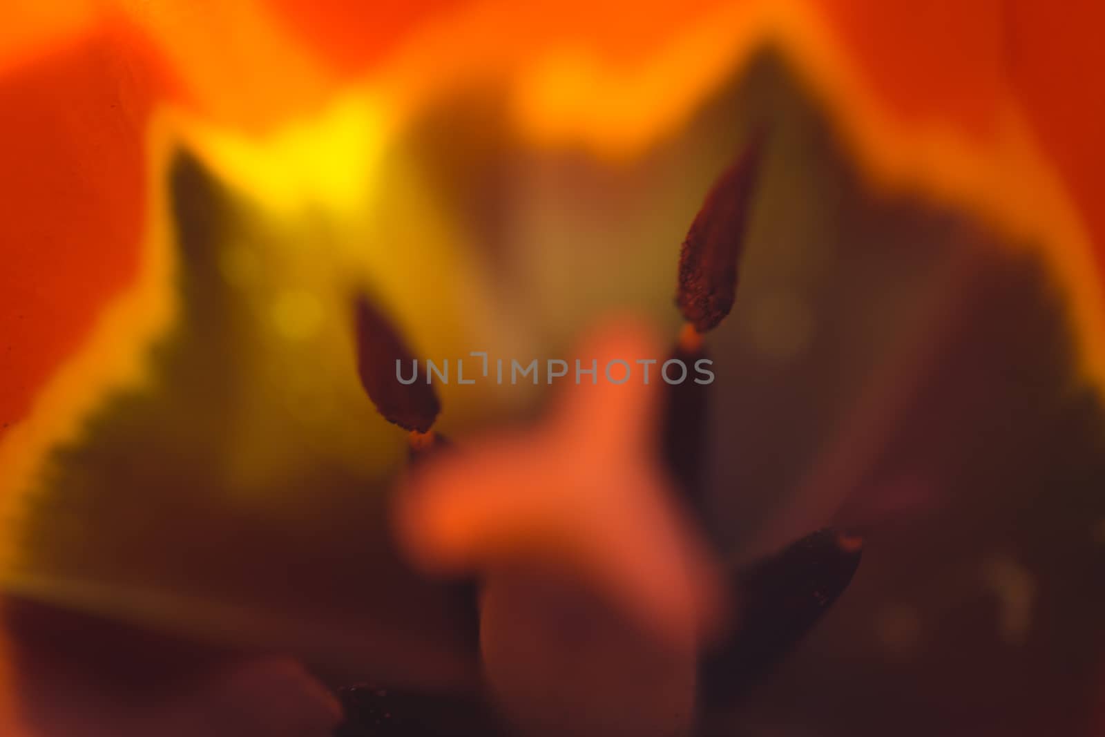 Abstract tulip macro shot