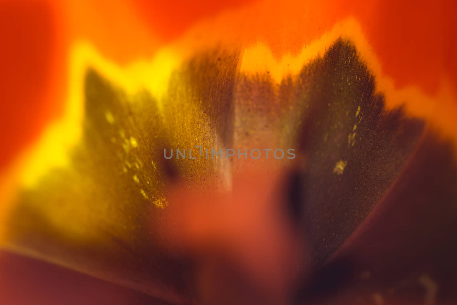 Abstract tulip macro shot