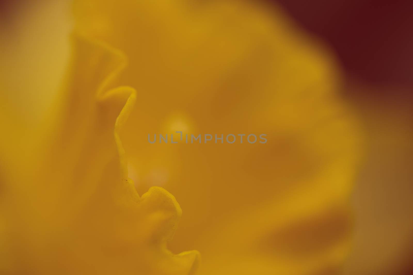Background of macro orange blossom by tadeush89