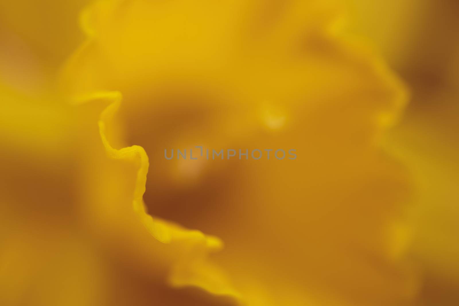 Background of macro orange blossom by tadeush89