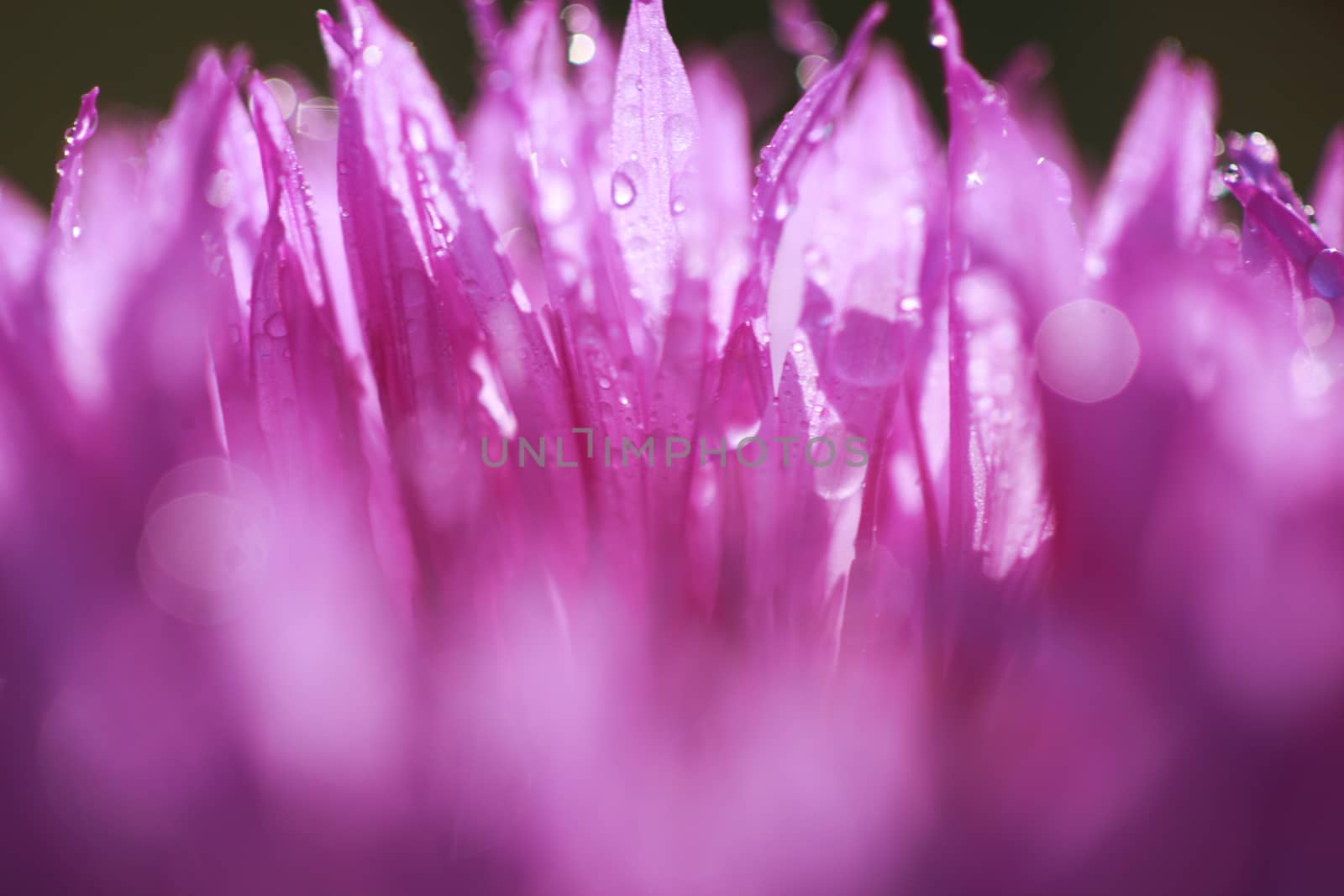 abstract flower petals with drops on them