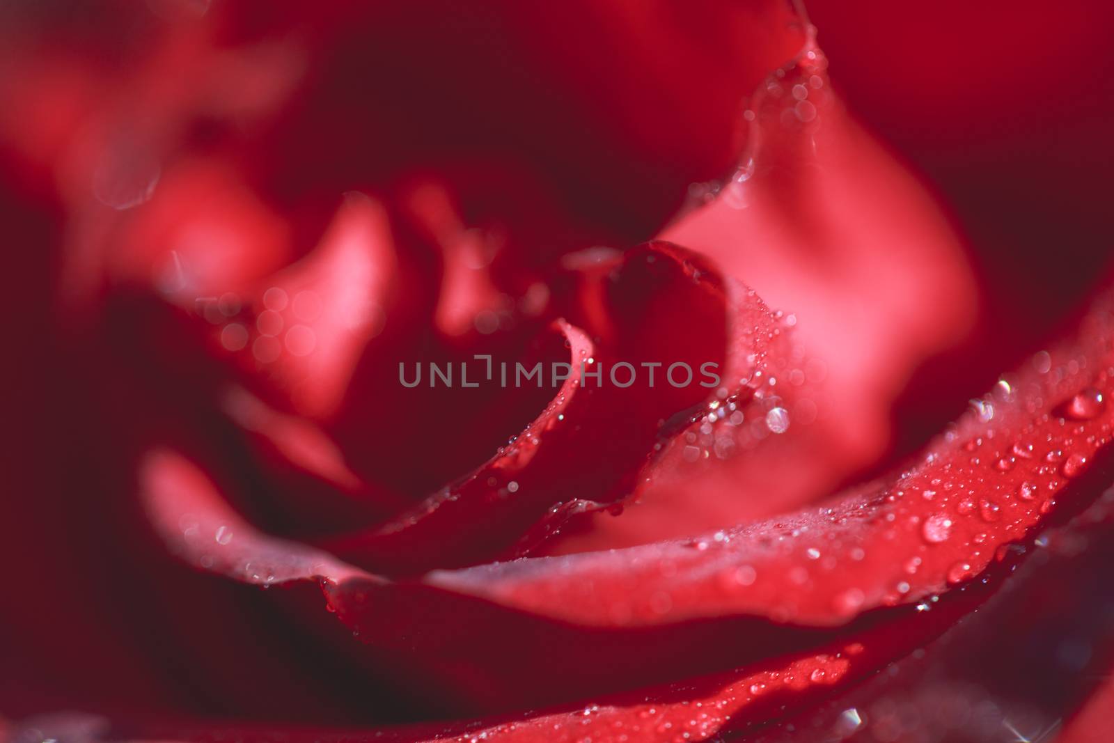Close-up macro photograph of a rose with drops on it