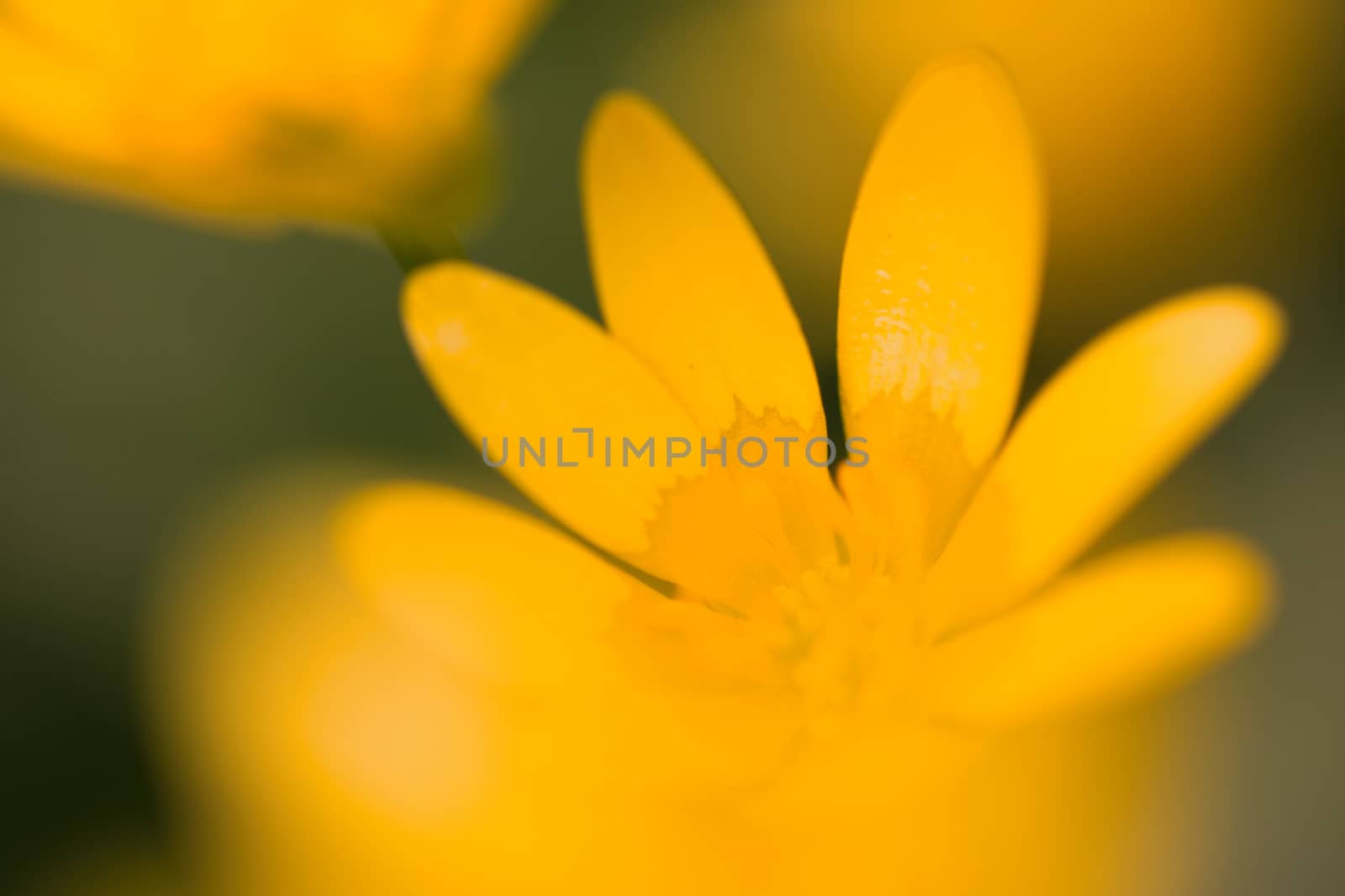 Abstract yellow flower macro shot by tadeush89