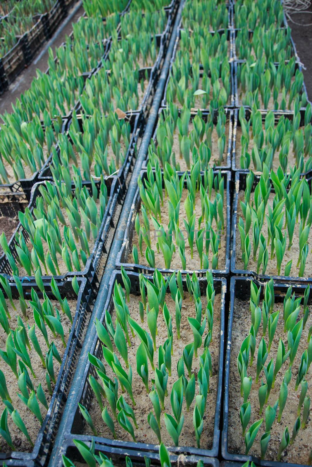 tulips growing in the greenhouse