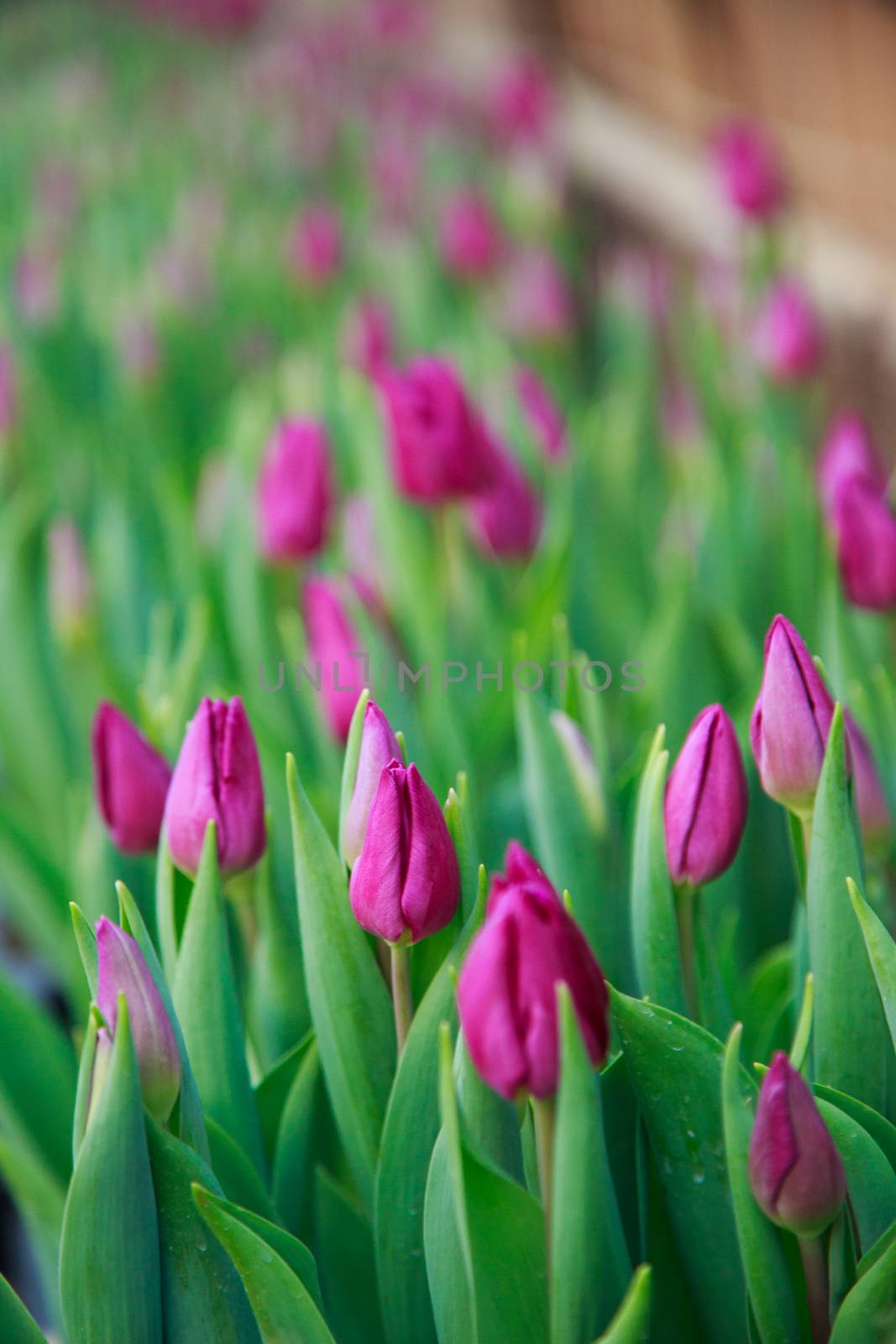 tulips by tadeush89