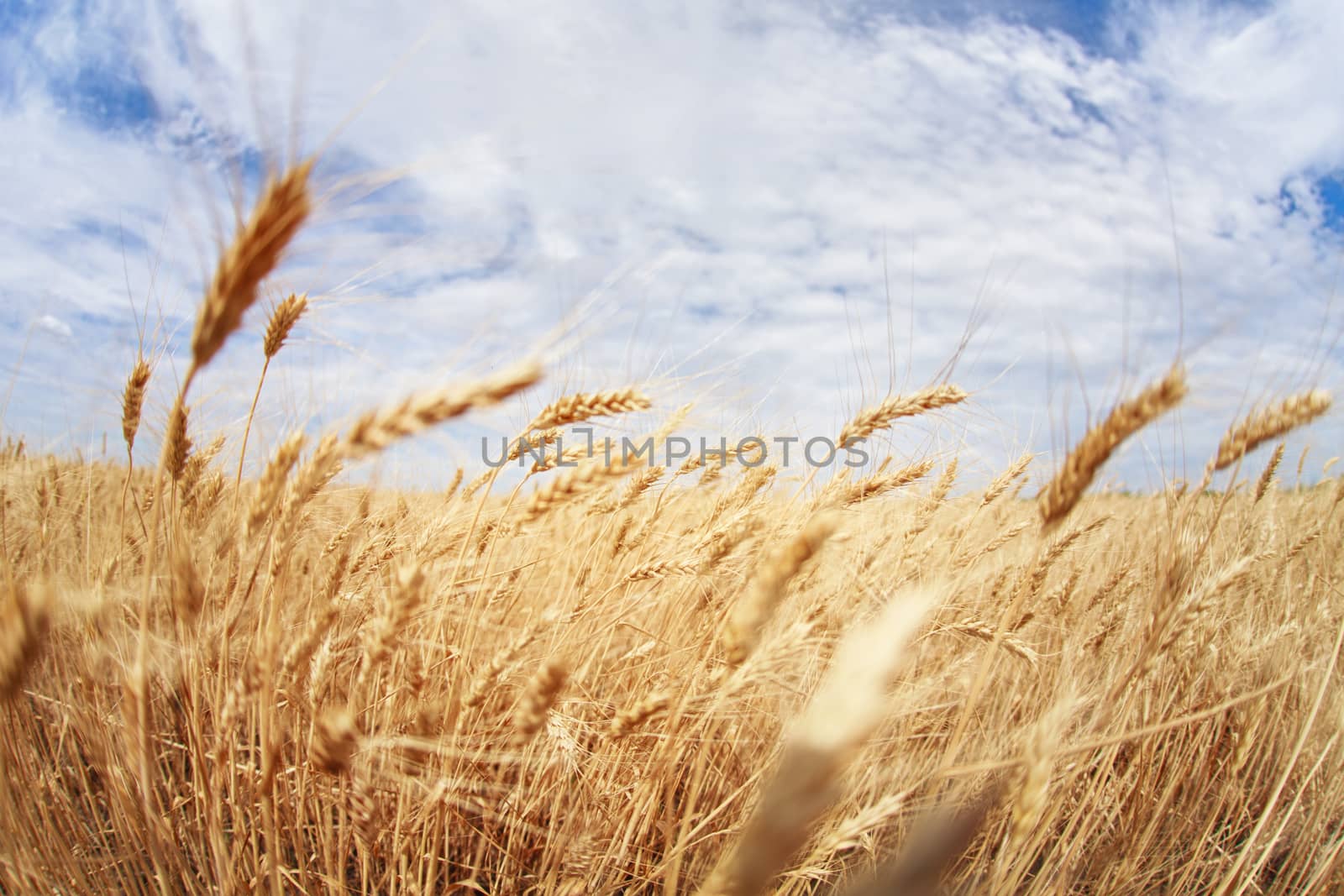 wheat field by tadeush89