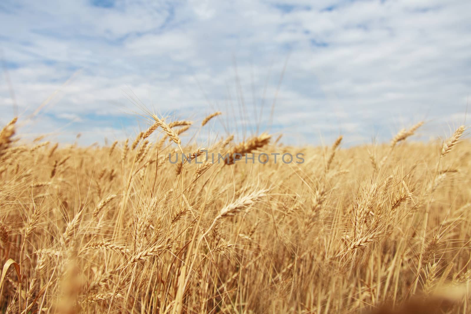 Summer field with golden wheat and blue sky