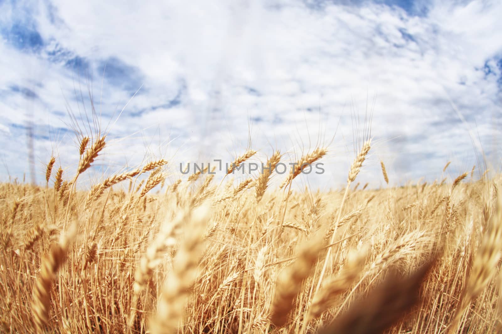 Summer field with golden wheat and blue sky