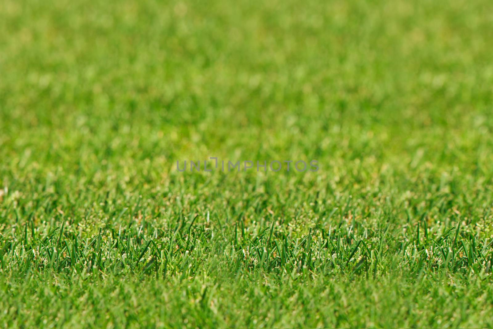 Perfect green soccer pitch ready for the upcoming soccer season.