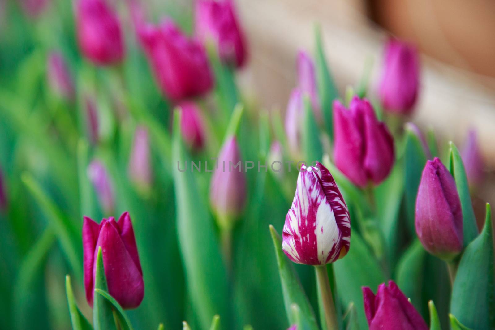 tulips by tadeush89