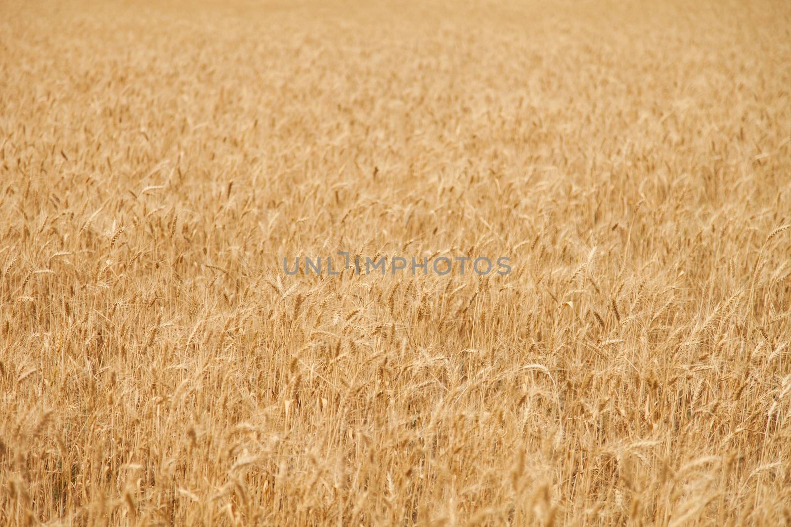 wheat field by tadeush89