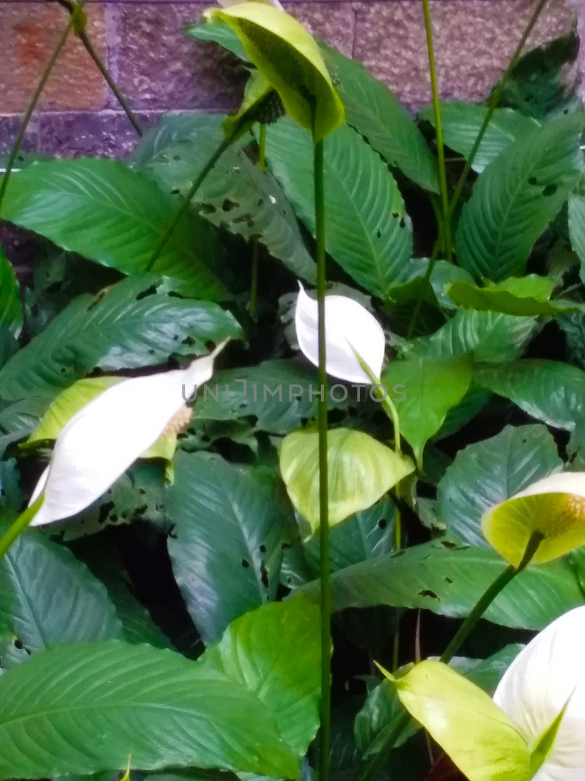 the white flowers in the bush