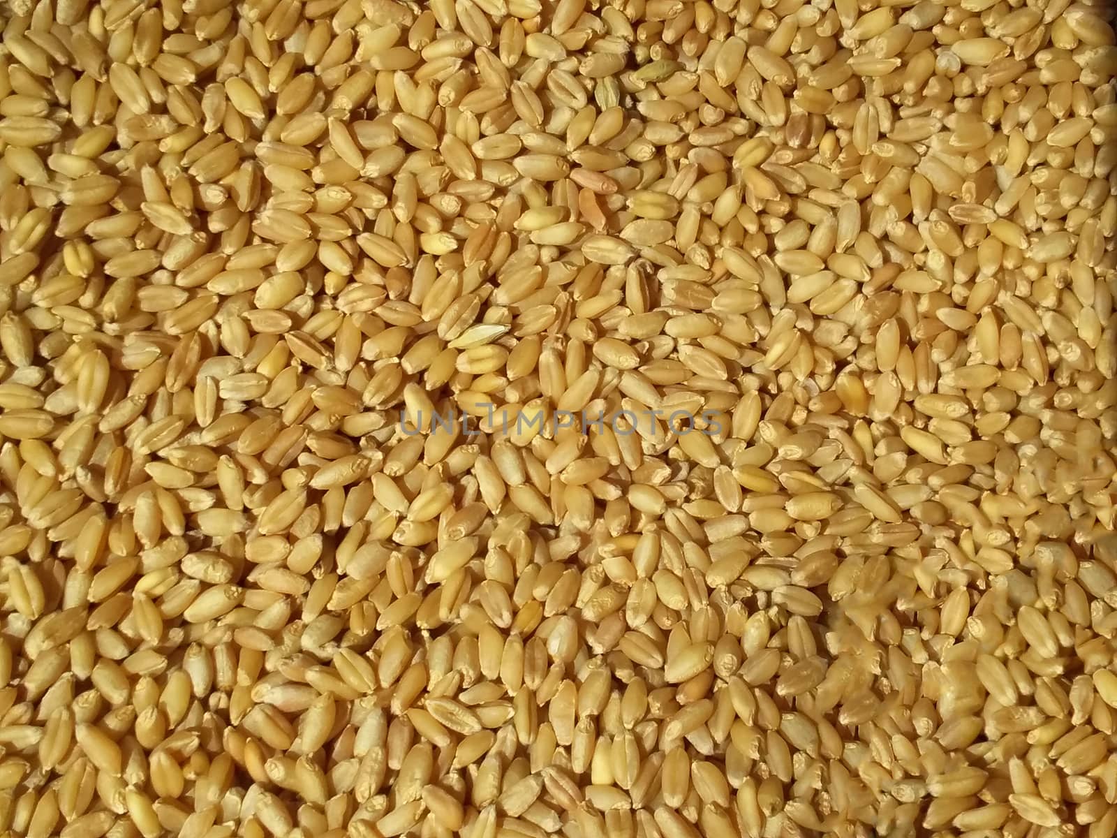 the fresh wheat grain