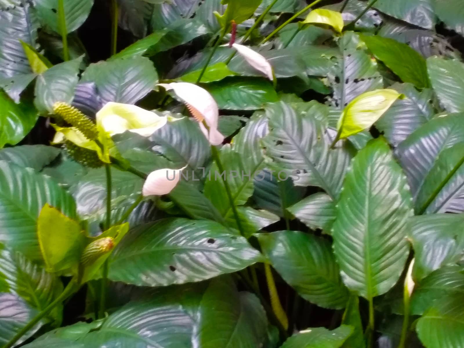 white flowers in the green bush