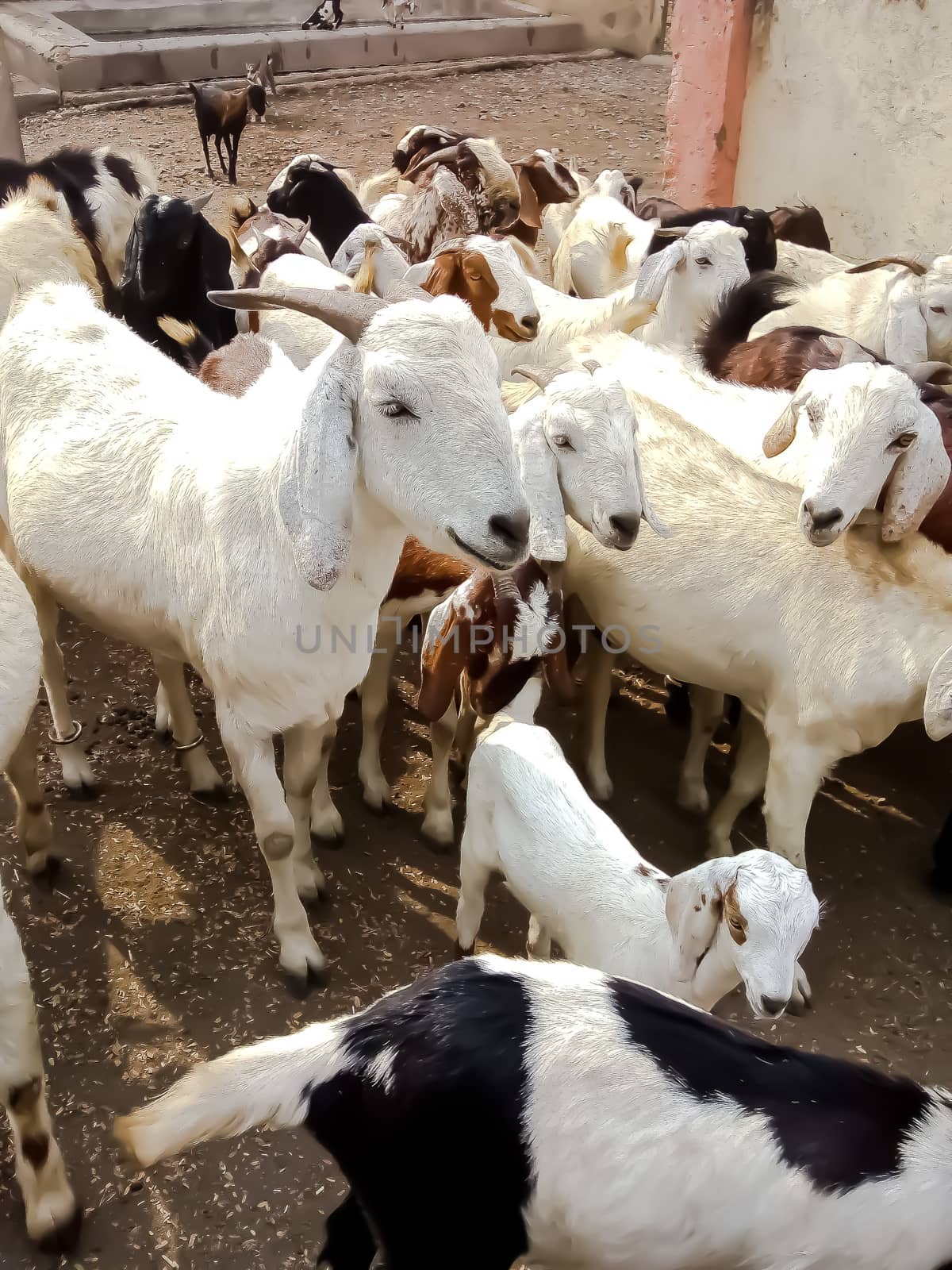 Indian class Goat image in village in Maharashtra.