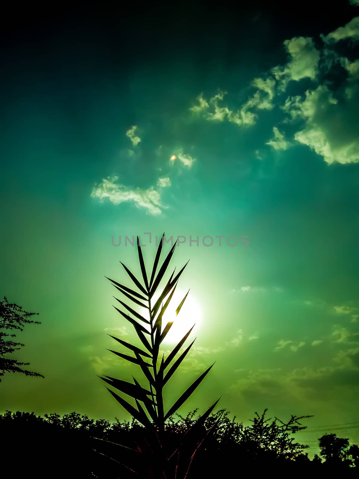 Indian type palm tree at the time of sunset.