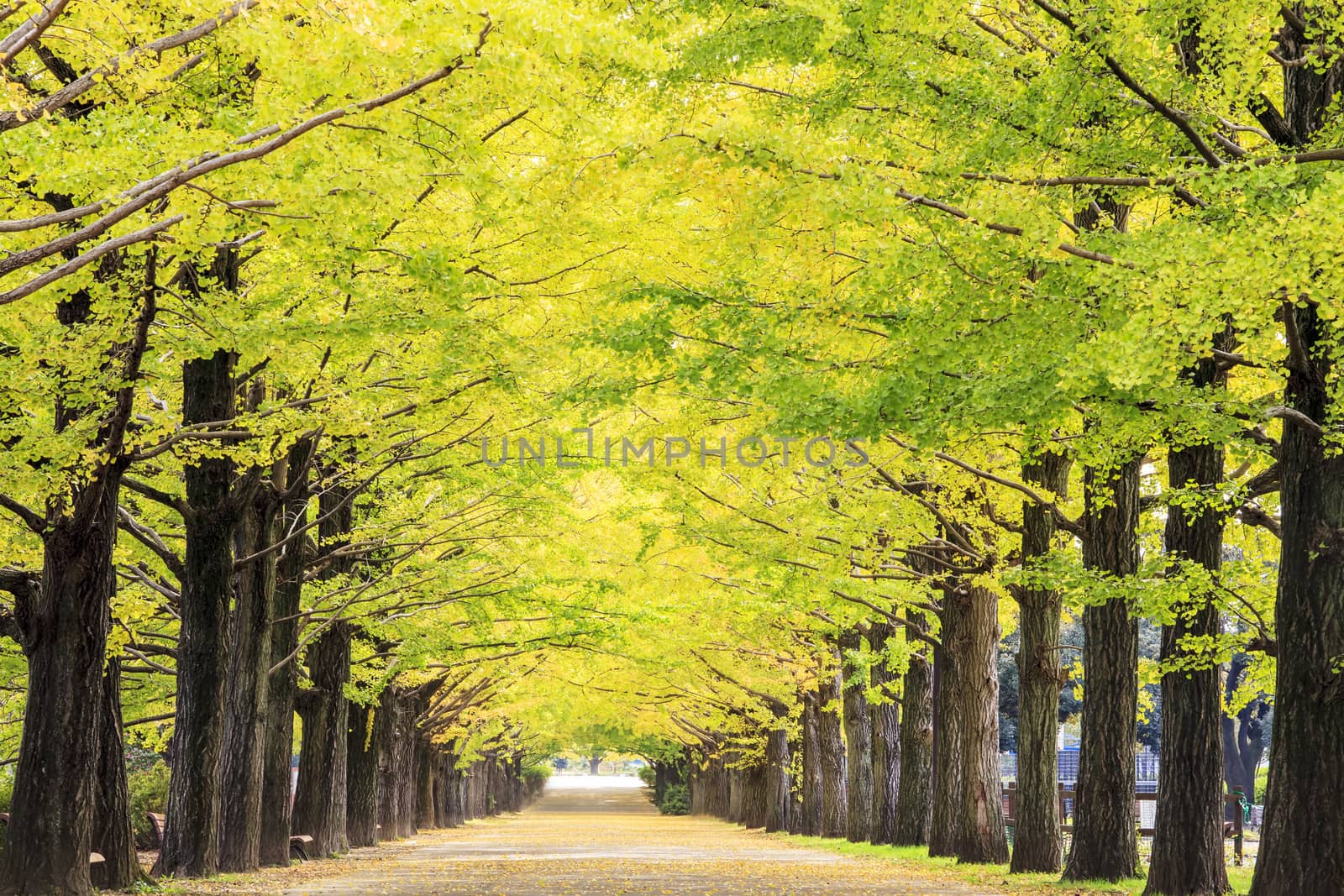 Autumn Avenue Trees Pavement 4k Image. by bhavik_jagani